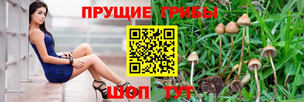 Бирск  Галлюциногенные грибы Psilocybe  Вход с VPN 